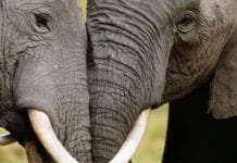 Yahoo Japan Sold 12 Tonnes of Elephant Ivory illegaly and made huge profits